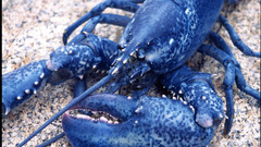 Blue Lobsters Sea Life