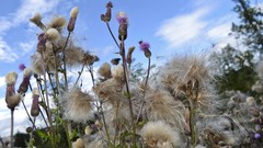 Blue nature Flowers Plants