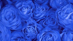 Blue nature Flowers roses