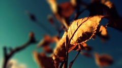 Blue nature leaf Trees