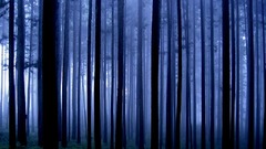 Blue nature Trees forests