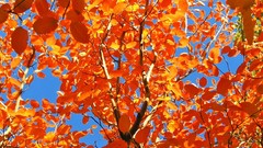 Blue nature Trees leaves