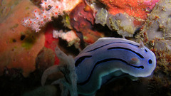 Blue nudibranch mollusk Aquarium