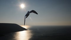 Blue ocean Birds wind