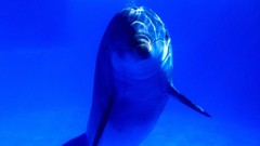 Blue ocean Dolphins
