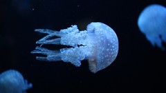 Blue ocean jellyfish