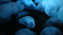 Blue ocean jellyfish underwater