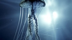 Blue ocean jellyfish urban