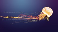 Blue orange jellyfish sealife