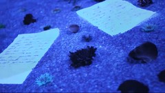 Blue paper monochrome Animal Collective uv filter