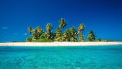 Blue paradise palm trees