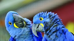 Blue Parrots