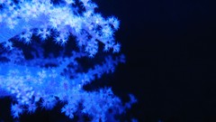 Blue Plants underwater