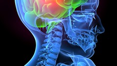 Blue red orange brain human body