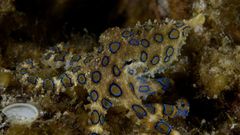 Blue ring octopus Aquarium