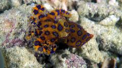 Blue ring octopus high