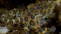 Blue ring octopus underwater