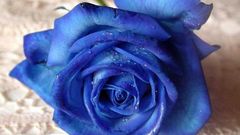 Blue rose