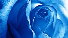 Blue rose