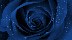 Blue rose amazing flower