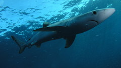 Blue Sharks
