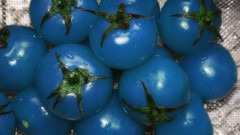 Blue tomatoes