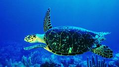 Blue turtles underwater