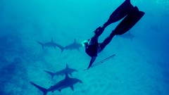 Blue underwater Sharks diving monochrome Hammerhead Shark