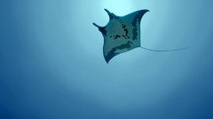 Blue underwater wildlife manta ray