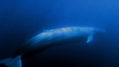 Blue whale