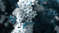 Blue white and morgie