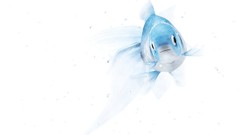 Blue white background goldfish Simple Background manipulations