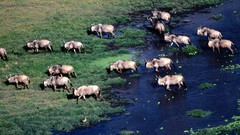 Blue wildebeest slow