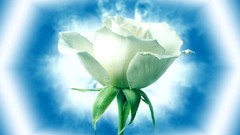 Blue woman roses colors