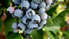 Blueberries
