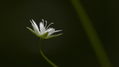 Blume single flower Plant