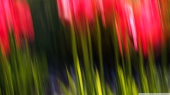 Blur tulips