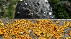 blurred macro yellow Green outdoors