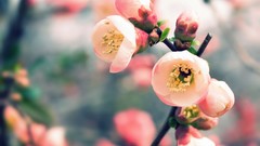 Blurred nature cherry blossoms