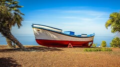 boat palm trees vehicle beach Sea daylight