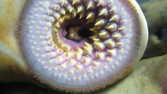 Boca de lamprea aquarium