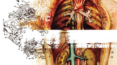 Body engine moar anatomy