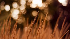bokeh grass depth of field Plants outdoors