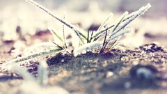 bokeh macro nature grass depth of field frost cold Plants winter
