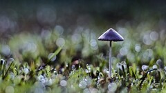 bokeh mushroom grass nature macro Plants