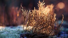bokeh Plants macro blurred outdoors