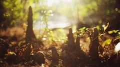 Bokeh sunlight ground forests