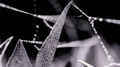 Bokeh water drops grayscale