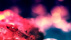 bokeh water drops lights