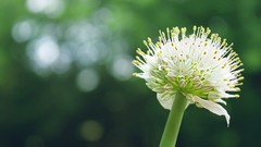 Bokeh white flowers mimosa